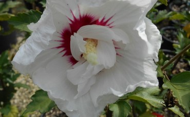 Hibiscus French Point
